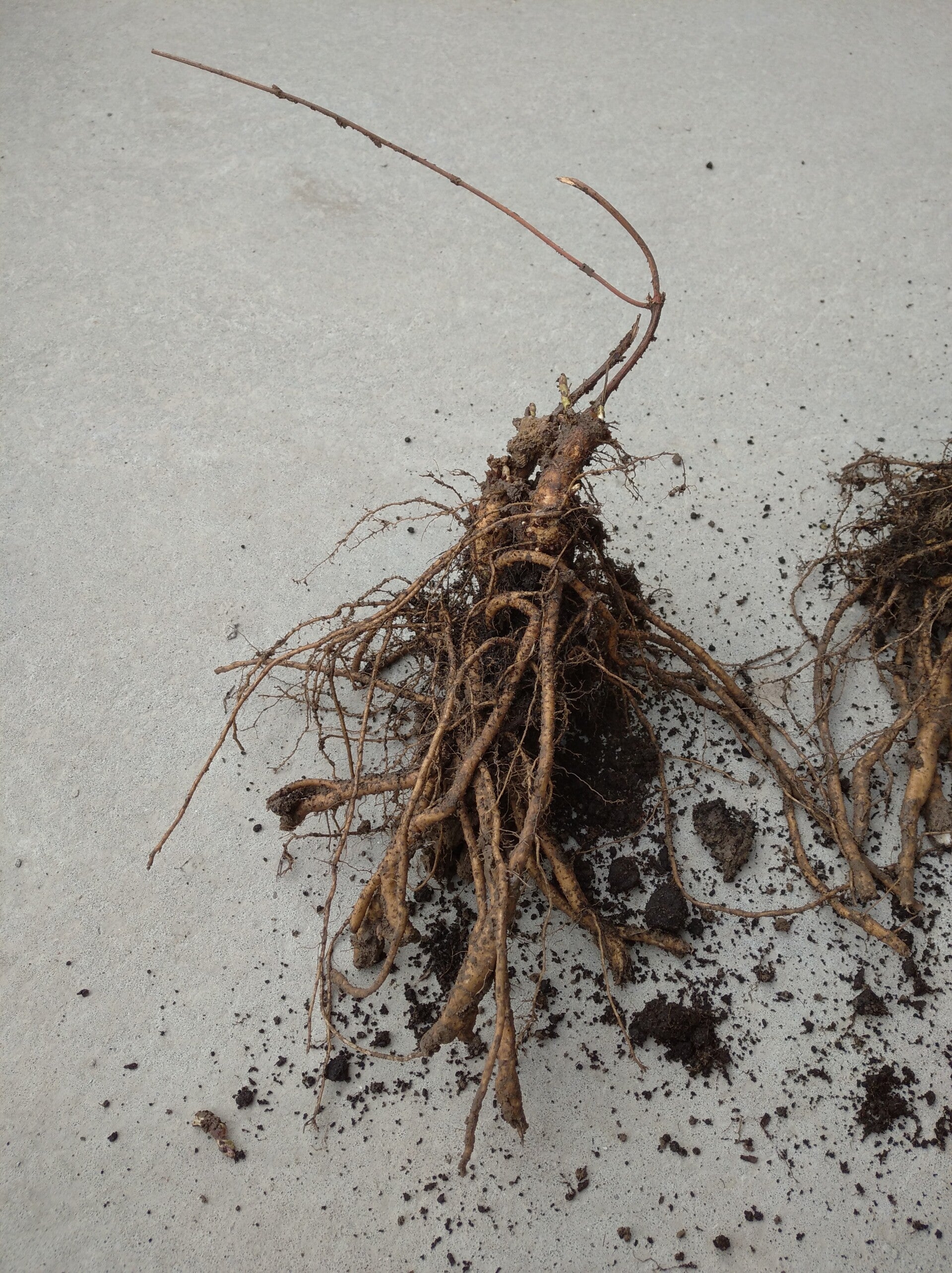 Sadzonka chmielu Saaz kopana z gruntu