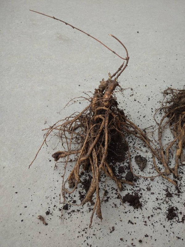 Sadzonka chmielu Saaz kopana z gruntu