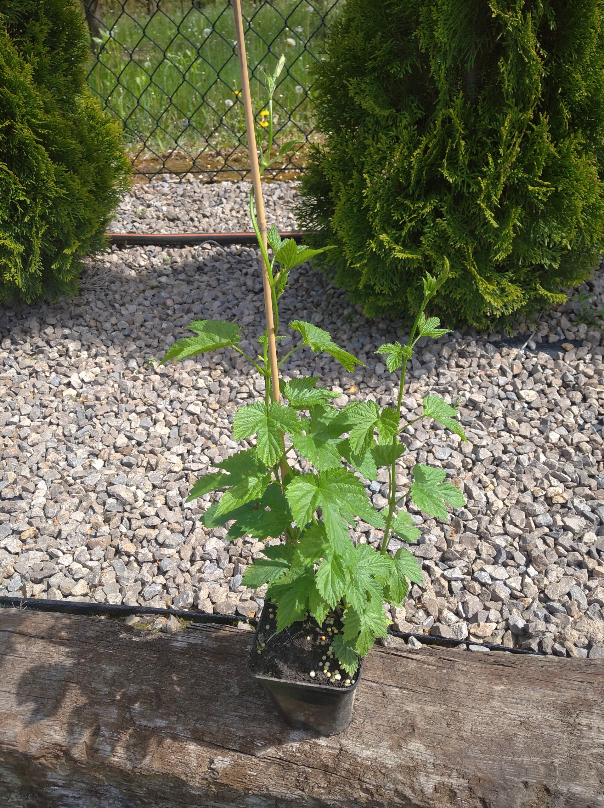 Sadzonka chmielu Spalter Select w doniczce p9