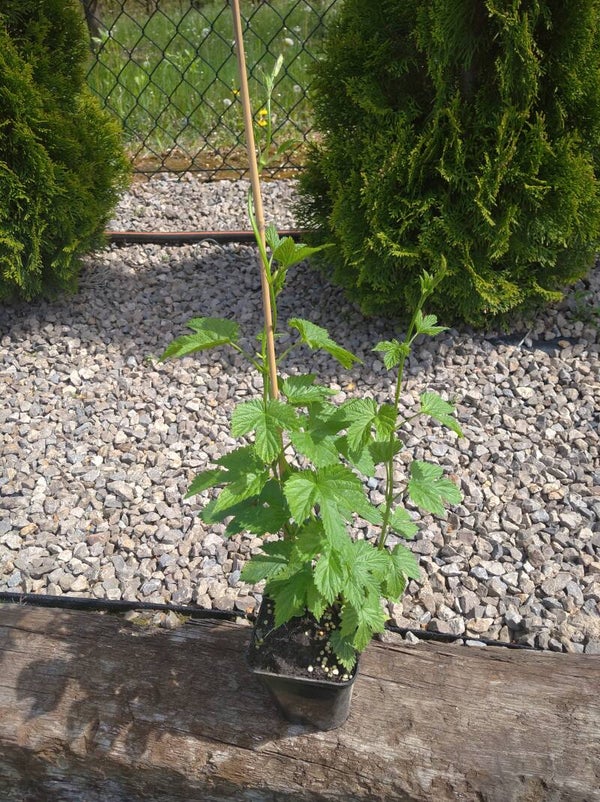 Sadzonka chmielu Spalter Select w doniczce p9
