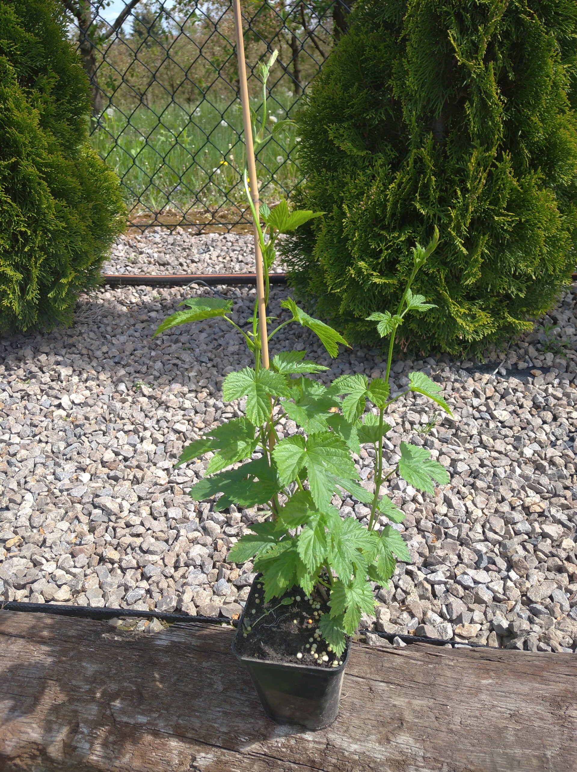 Sadzonka chmielu Lubelskiego w doniczce p9