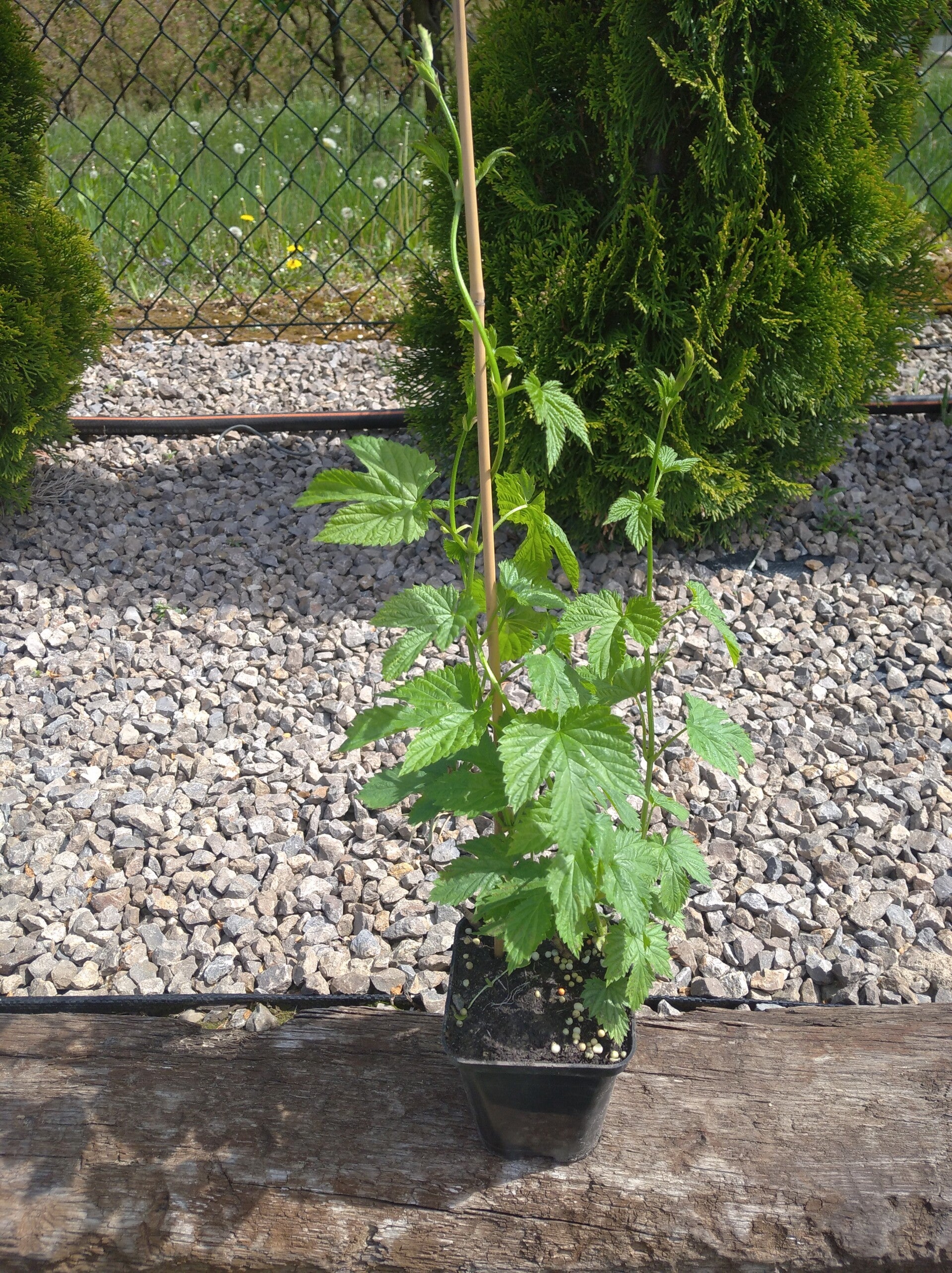 Sadzonka chmielu  Brewers Gold w doniczce p9