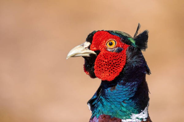 Natuurfotografie