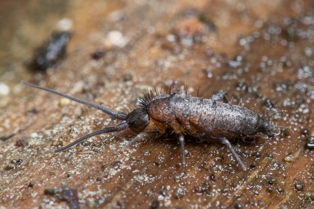 Diverse insecten - Various insects | Ticklish creepers