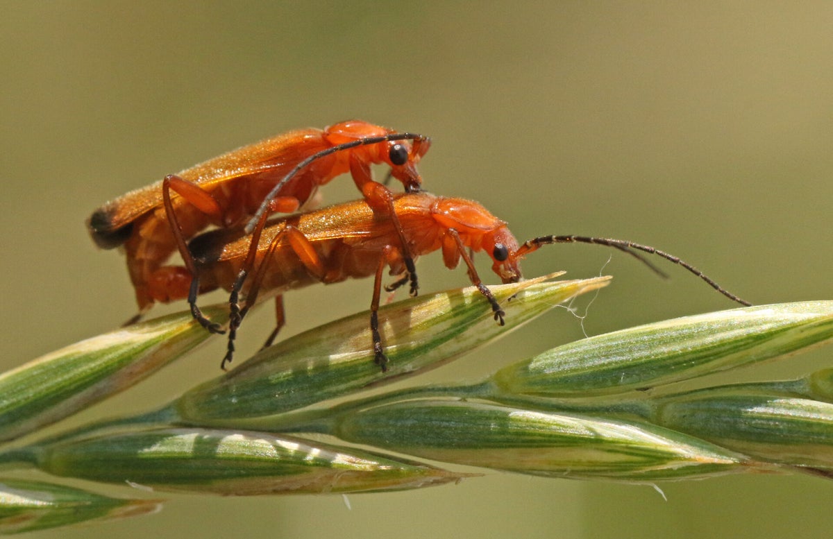 Copula div. insecten / various insects | Ticklish creepers