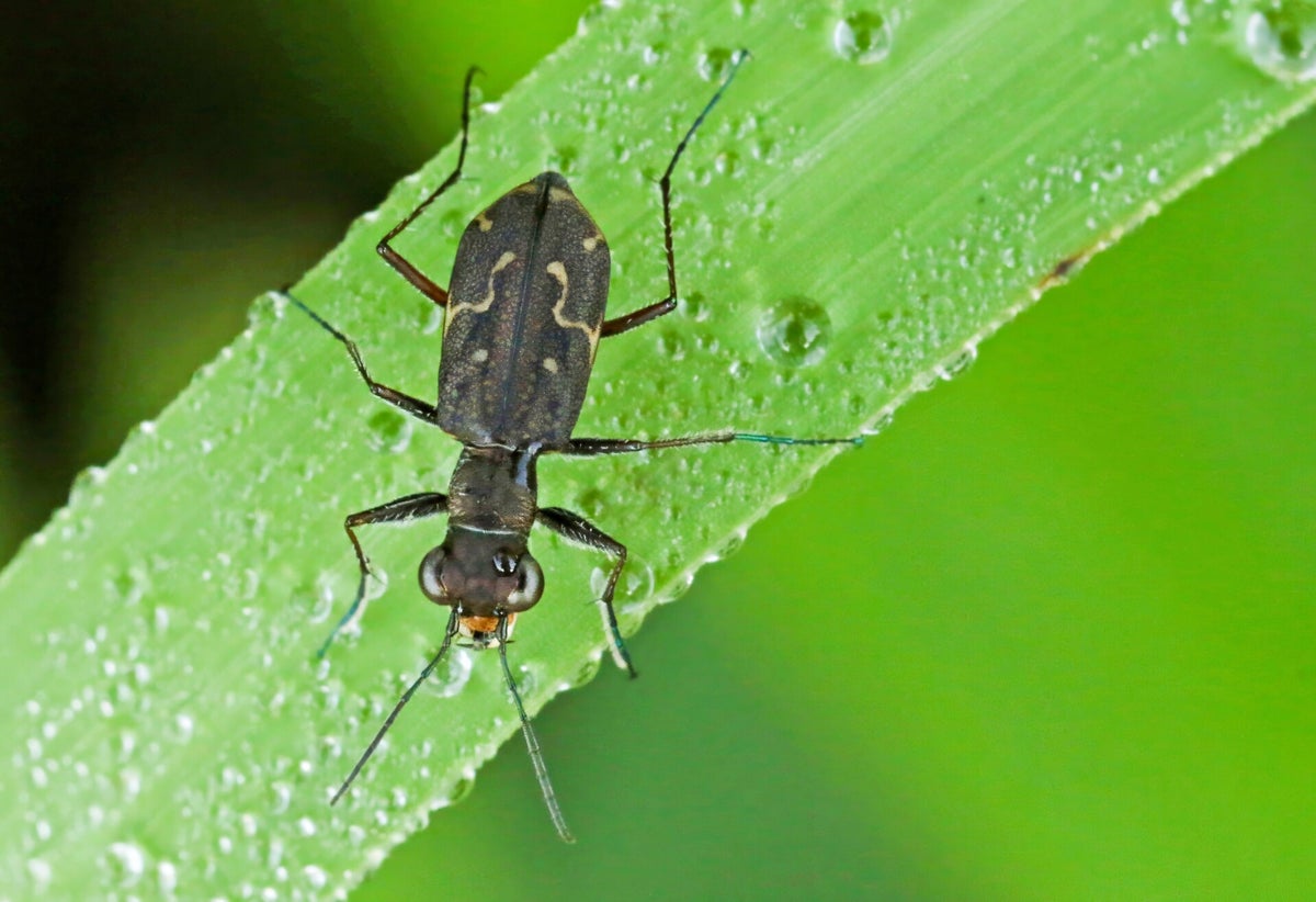 Ticle Insect Loopkevers - Ground beetles / Kevers buitenland - Beetles Abroad ...