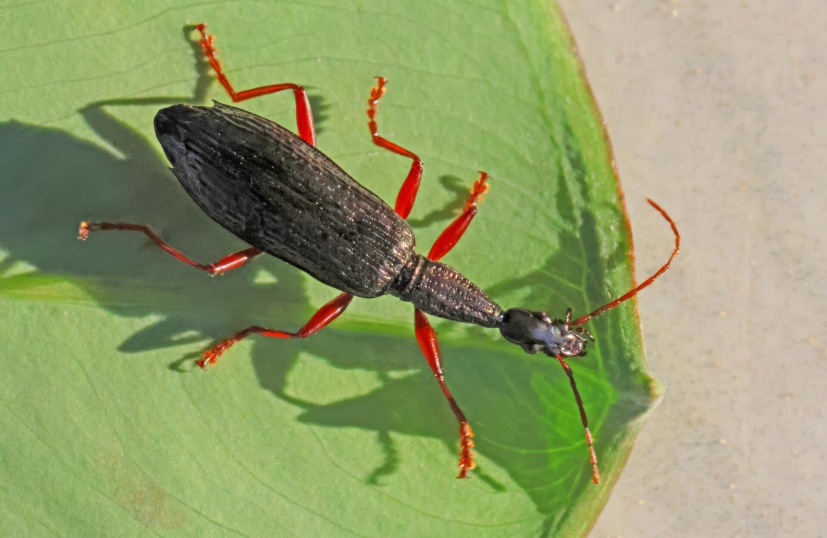 Loopkevers - Ground beetles / Kevers buitenland - Beetles Abroad ...