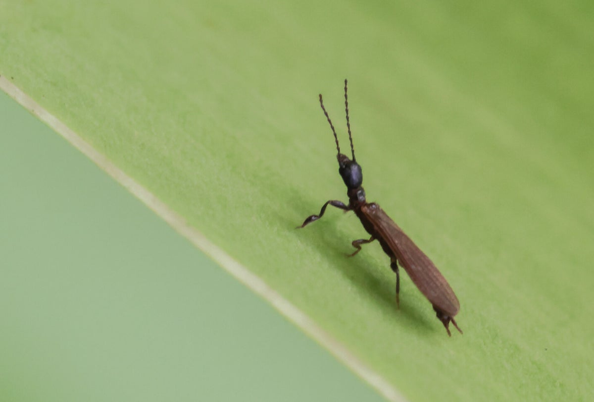 Diverse insecten - Various insects | Ticklish creepers