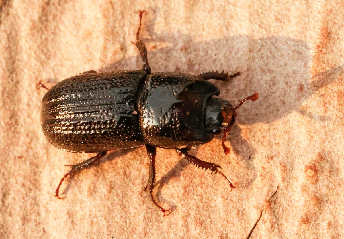 Vliegende herten - Stag-beetles / Kevers - Beetles | Ticklish creepers