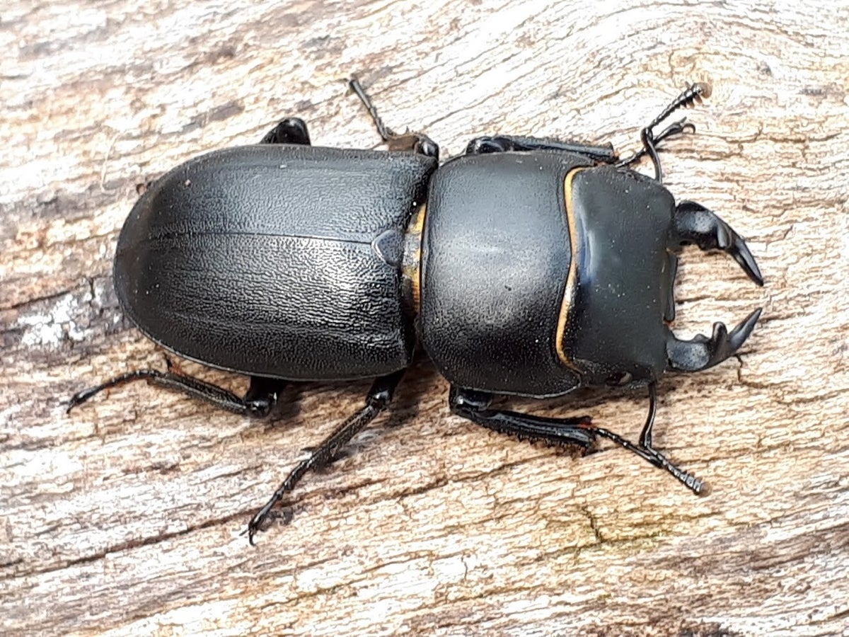 Vliegende herten - Stag-beetles / Kevers - Beetles | Ticklish creepers