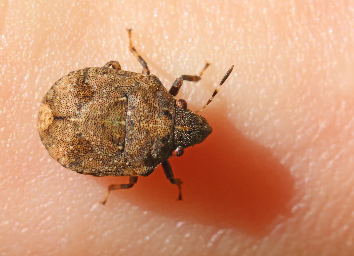 Schildwantsen - Shieldbugs / Wantsen Buitenland 1 - Bugs Abroad 1 ...