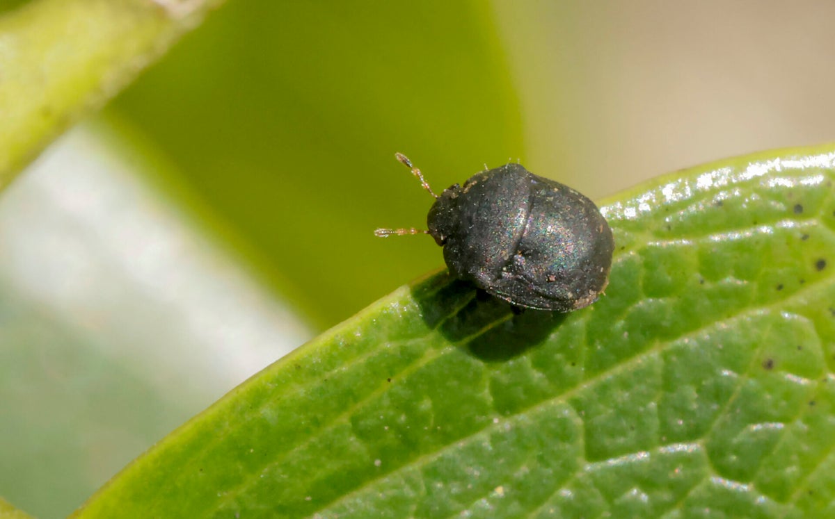 Schildwantsen - Shieldbugs / Wantsen Buitenland 1 - Bugs Abroad 1 ...
