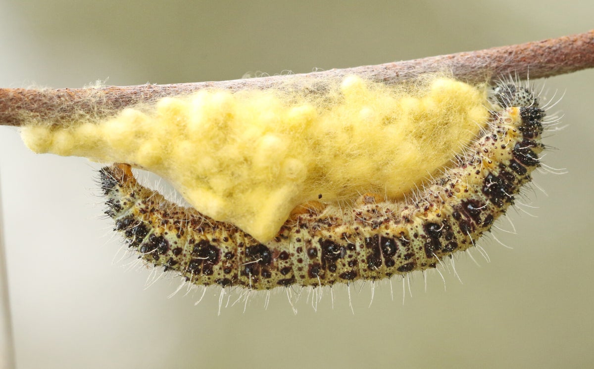 Diverse insecten - Various insects | Ticklish creepers