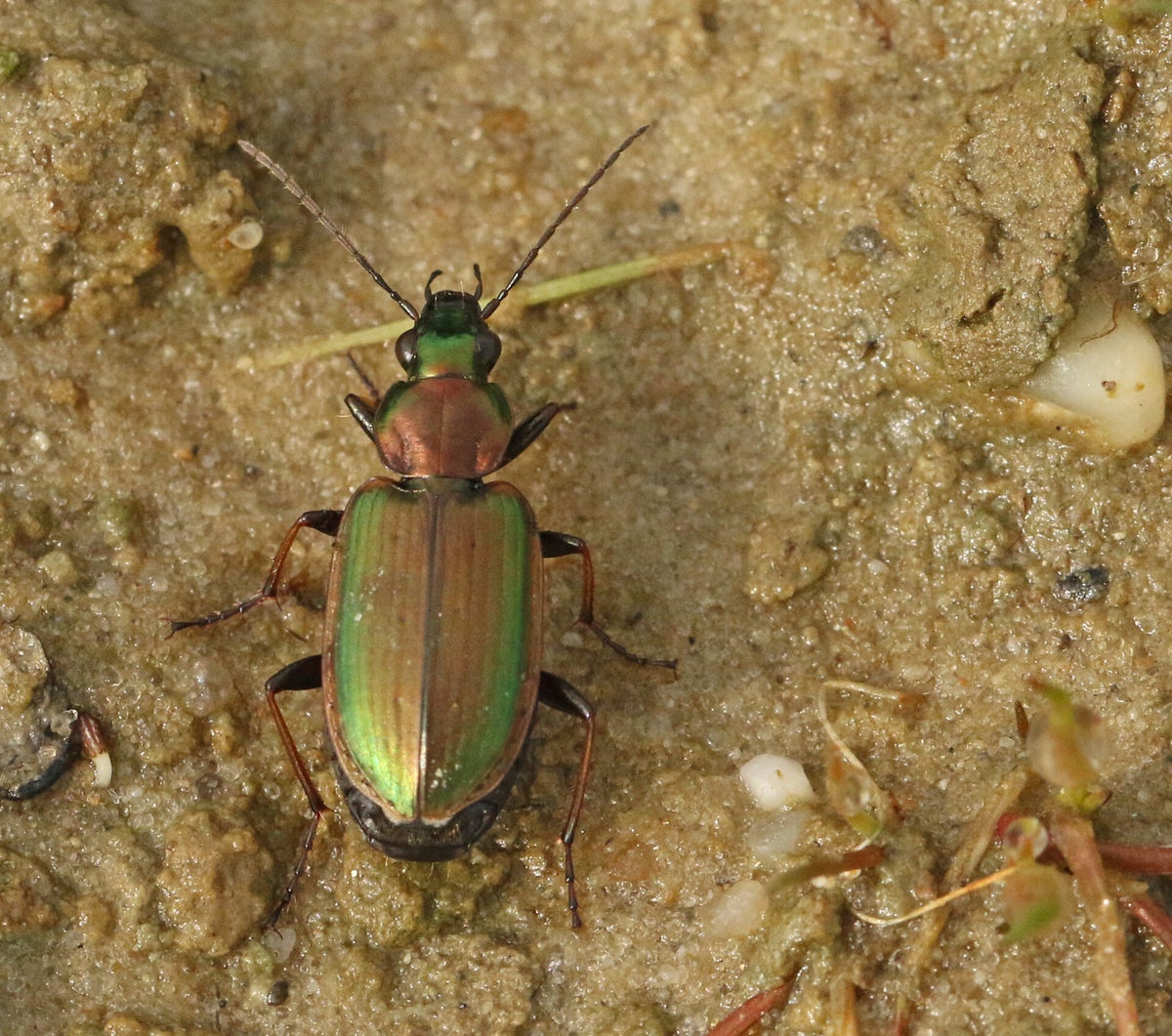 Loopkevers - Groundbeetles / Kevers - Beetles | Ticklish creepers