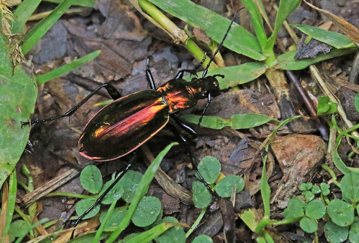 Loopkevers - Ground beetles / Kevers buitenland - Beetles Abroad ...