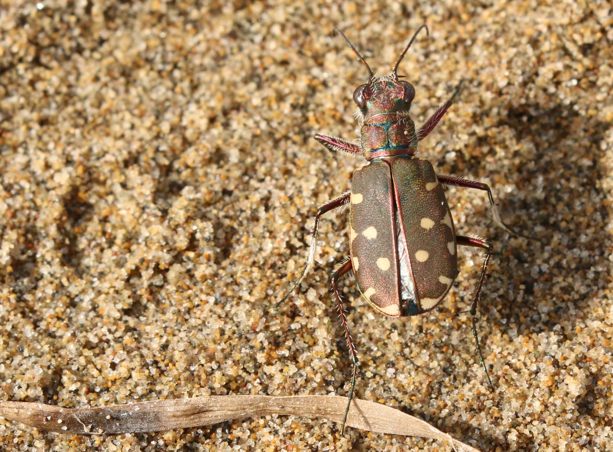 Loopkevers - Ground beetles / Kevers buitenland - Beetles Abroad ...
