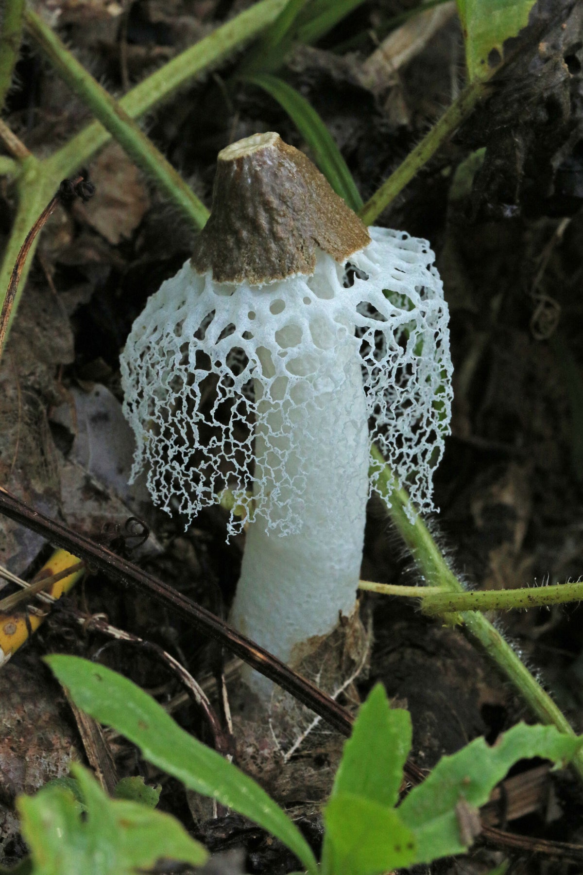 Paddenstoelen/Zwammen - Mushrooms/Fungi buitenland | Ticklish creepers