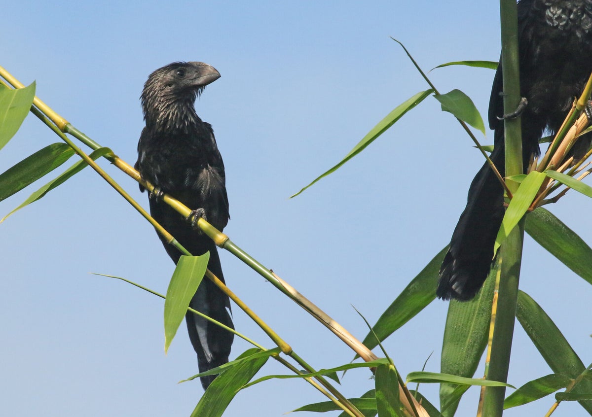 Diverse vogels - Various birds / Vogels buitenland / Birds abroad ...