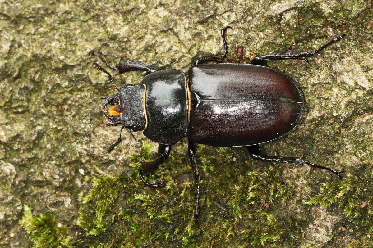 Vliegende herten - Stag-beetles / Kevers - Beetles | Ticklish creepers