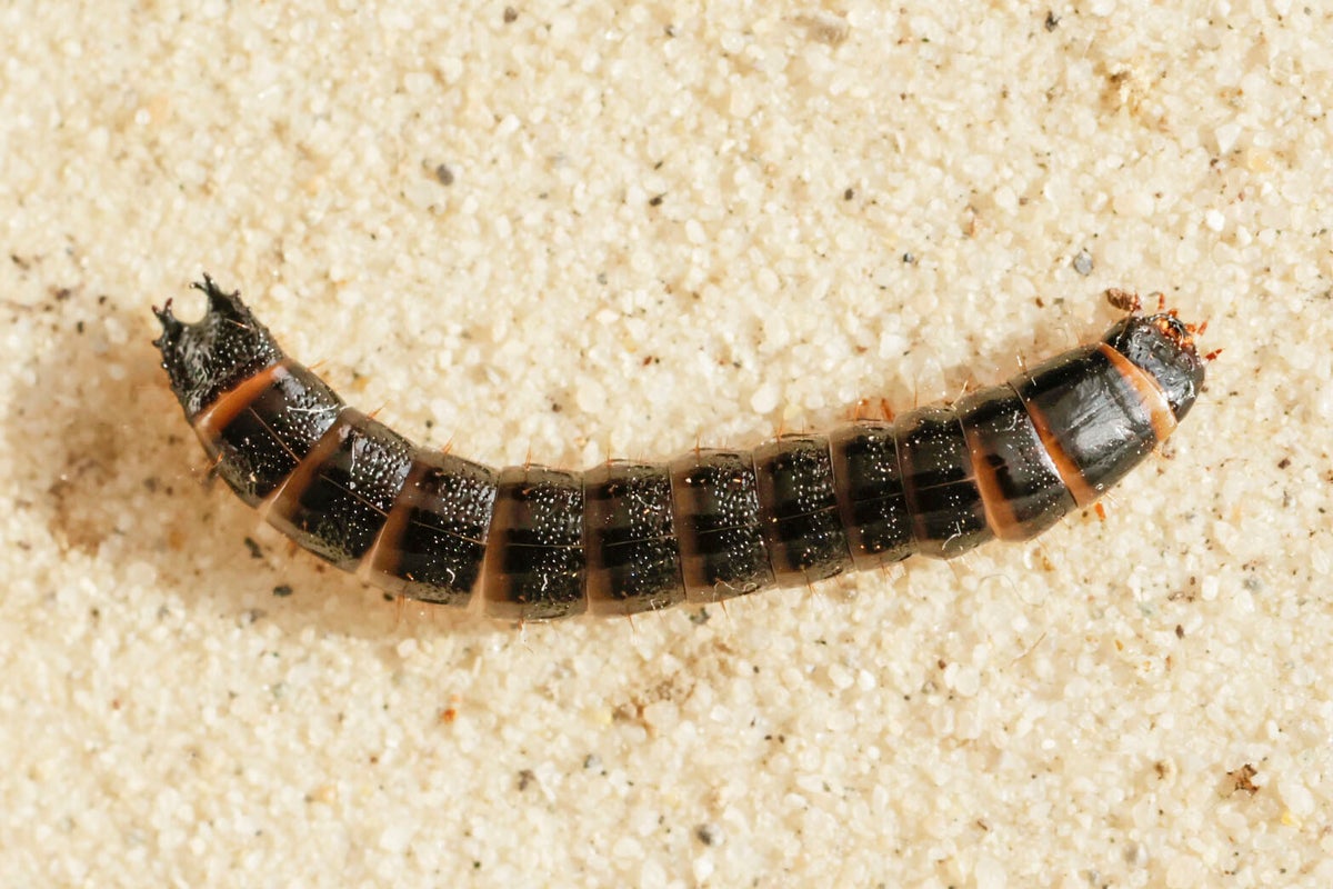 Diverse insecten - Various insects | Ticklish creepers