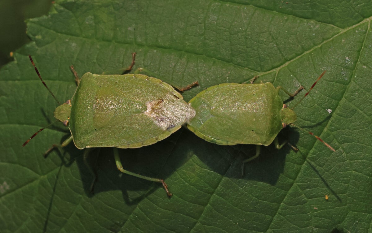 Copula div. insecten / various insects | Ticklish creepers