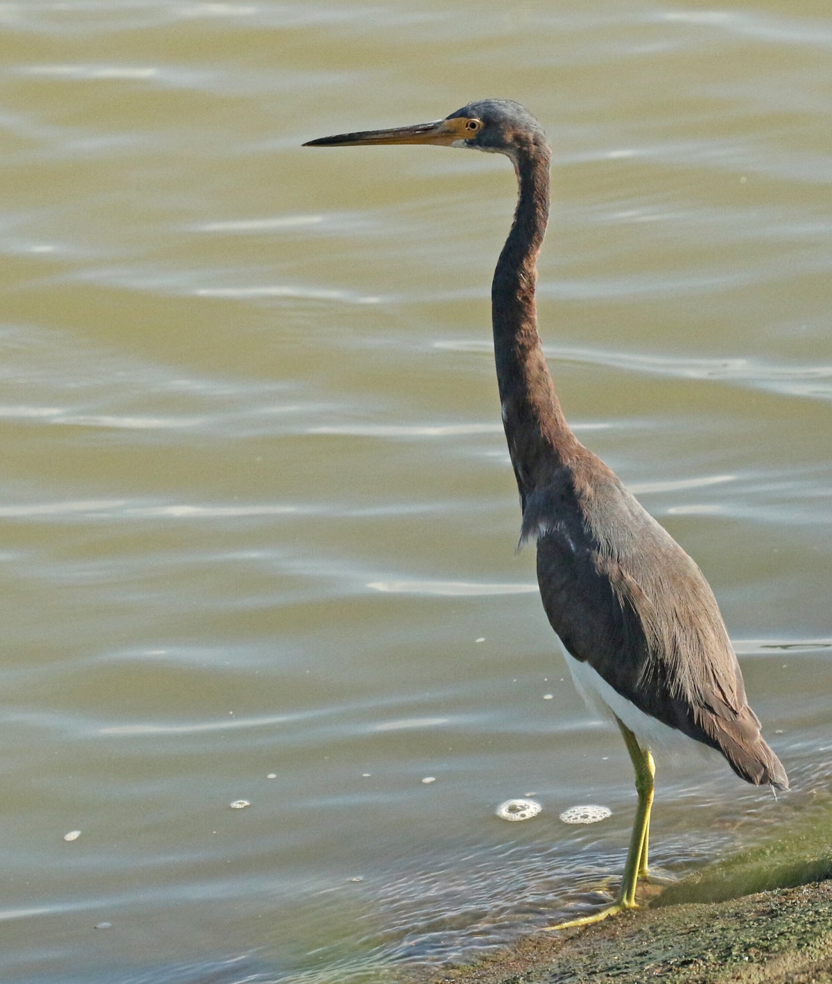 Sternen/watervogels - Terns/waterfowl / Vogels buitenland / Birds ...