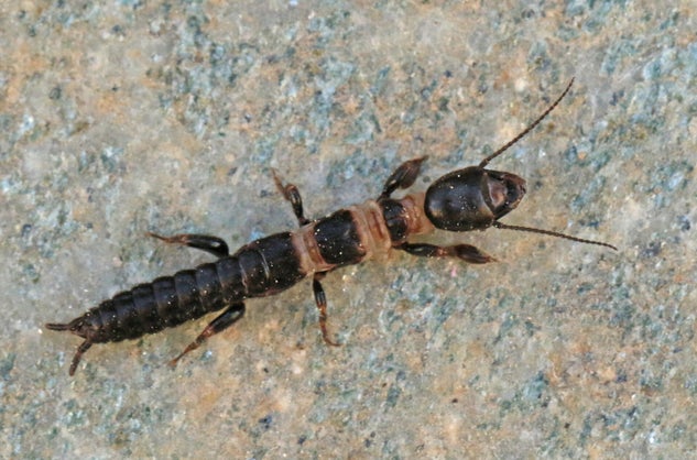 Rotsspringer Insect Diverse insecten - Various insects | Ticklish creepers