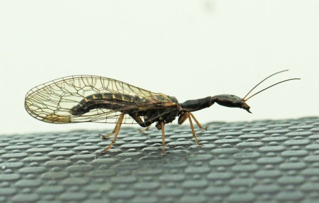 Rotsspringer Insect Diverse insecten - Various insects | Ticklish creepers