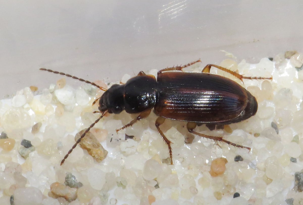 Loopkevers - Groundbeetles / Kevers - Beetles | Ticklish creepers
