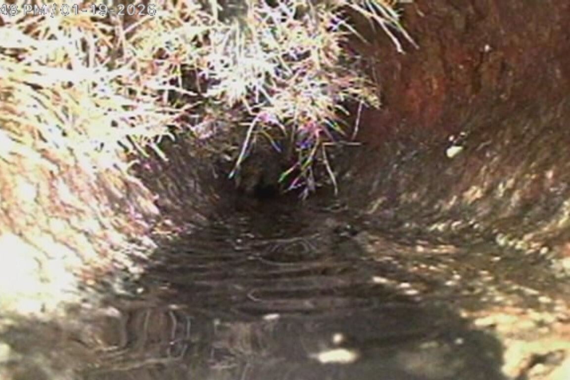 Sewer camera footage showing tree roots growing inside a sewer pipe