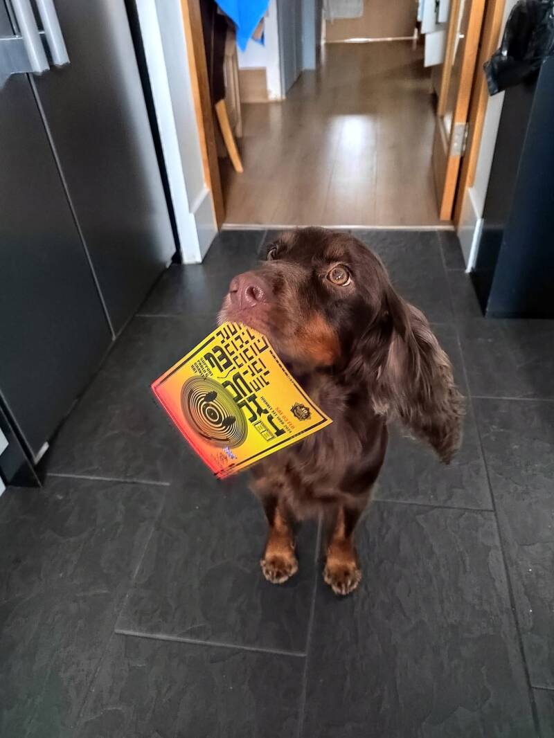DOG FLYER