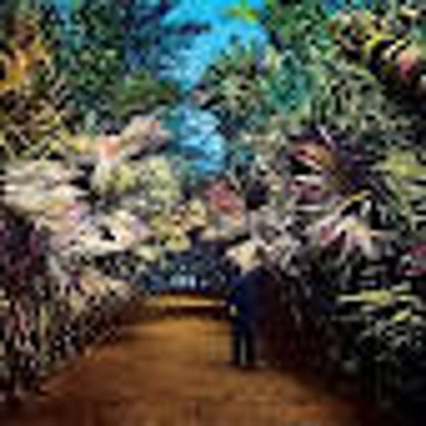 Knol, Tim - Cut The Wild