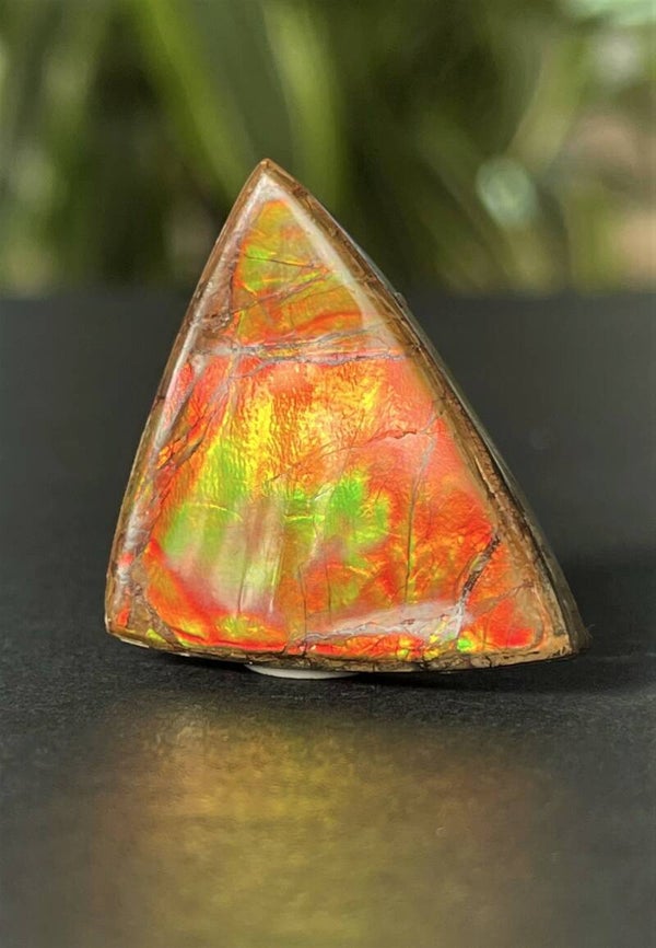 Ammoliet edelsteen cabochon free form, medium