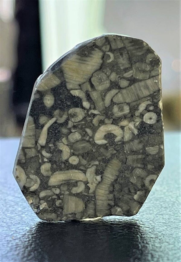 Ammoniet knuffelsteen plat