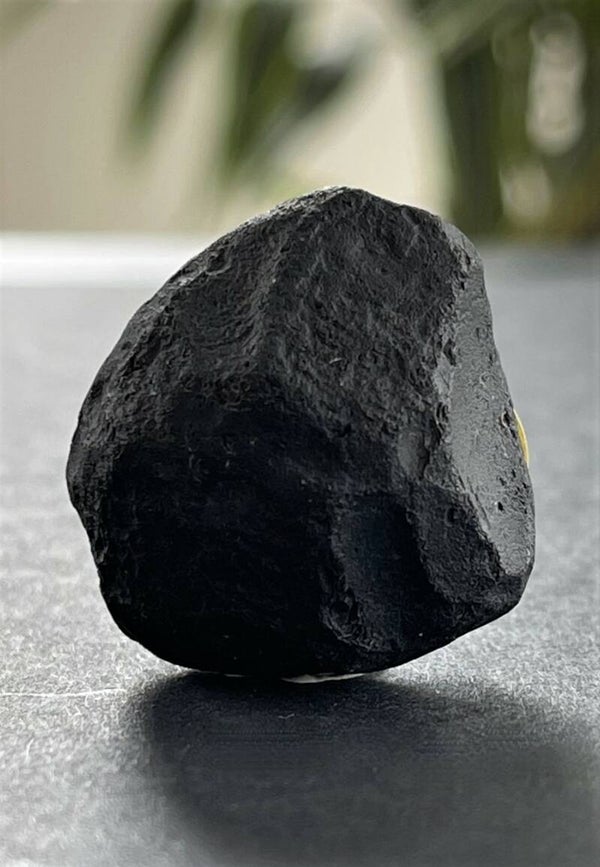 Apachetraan ruw, klein