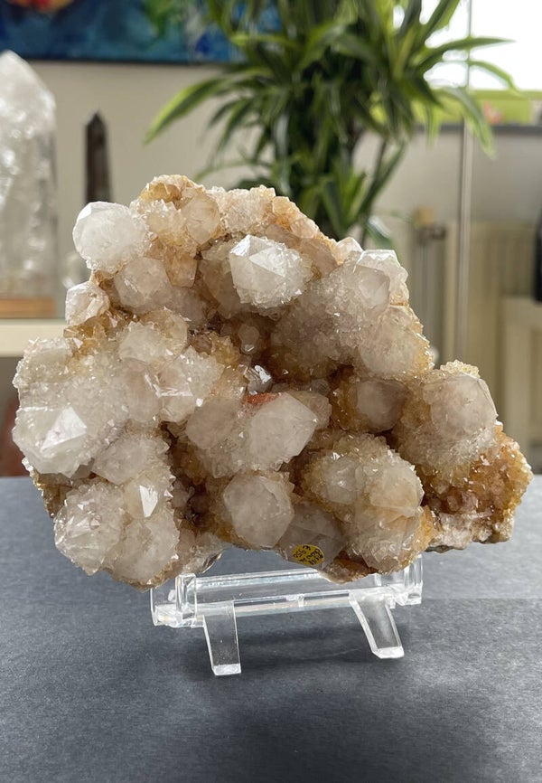 Cactuskwarts met Hematiet uit Zuid-Afrika ruw, groot