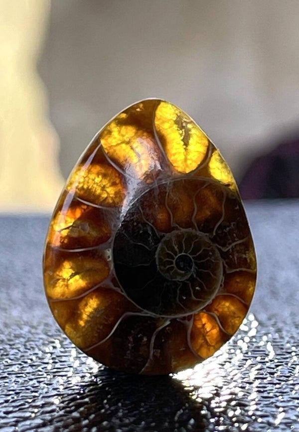 Ammoniet edelsteen cabochon druppel, medium