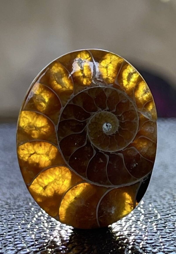 Ammoniet edelsteen cabochon ovaal, medium