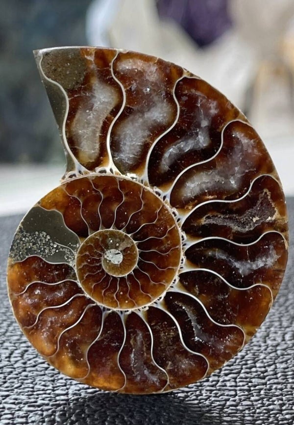 Ammoniet fossiel, één zijde gepolijst