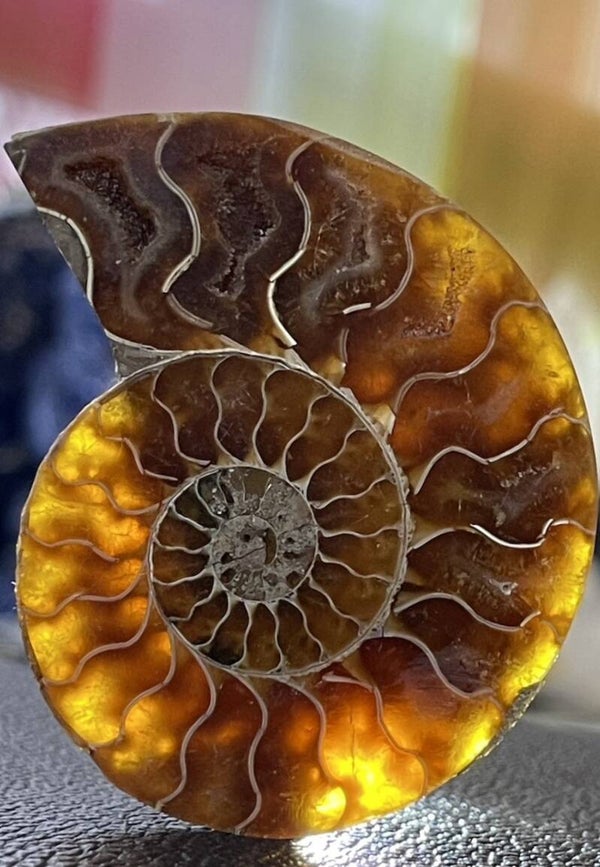 Ammoniet fossiel, één zijde gepolijst