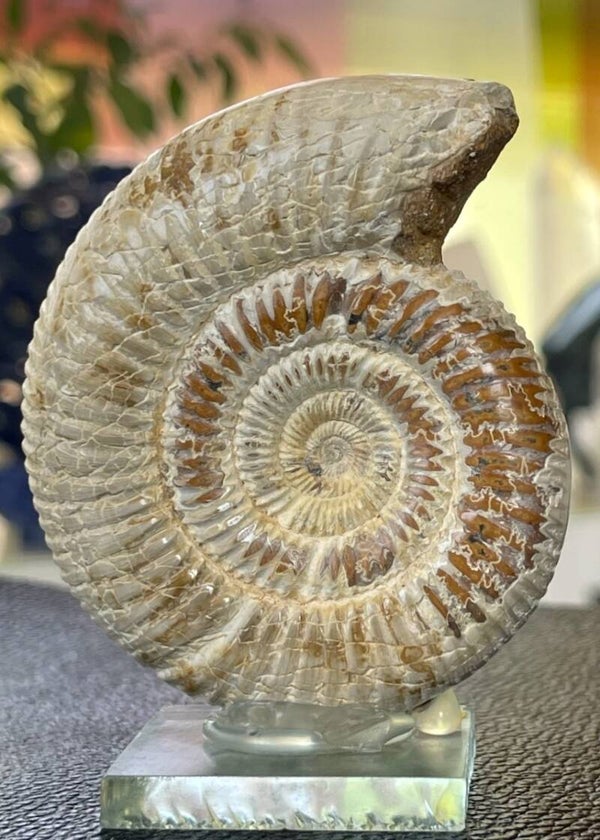 Jurassic Ammoniet fossiel (Perisphinctes) uit Madagaskar