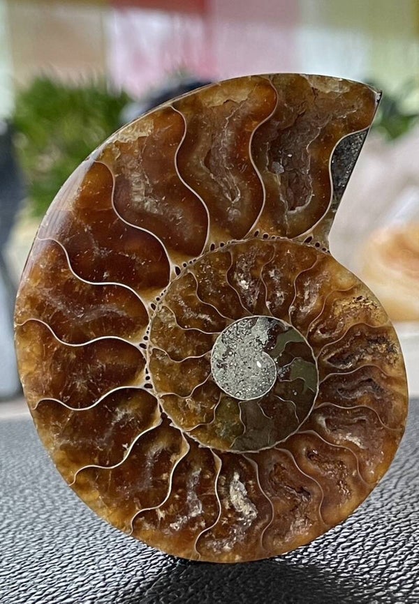 Ammoniet fossiel, één zijde gepolijst