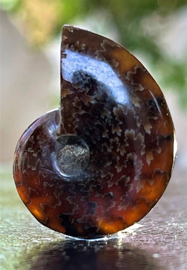 Ammoniet fossiel gepolijst