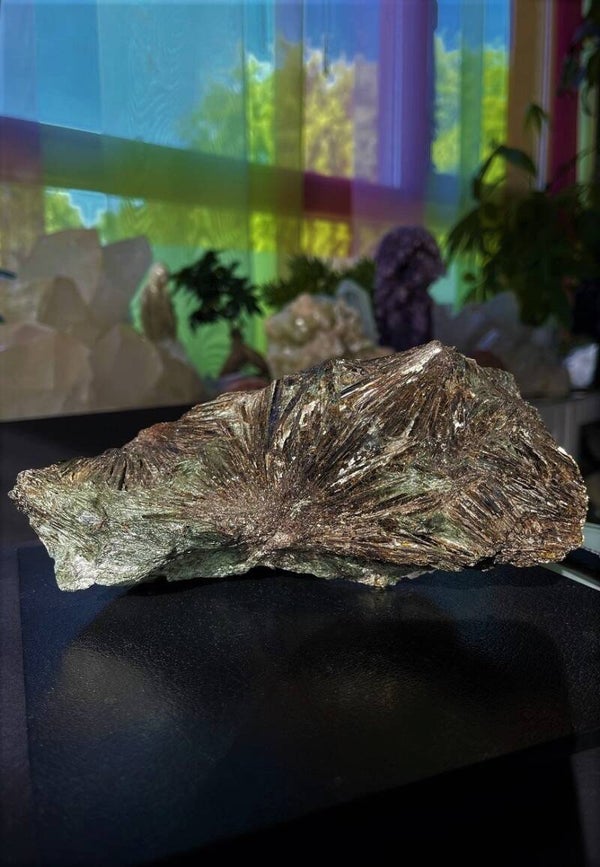 Astrofylliet uit Moermansk Rusland ruw, heel groot