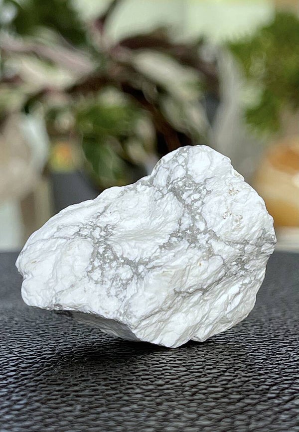 Howliet uit Zuid-Afrika ruw, klein