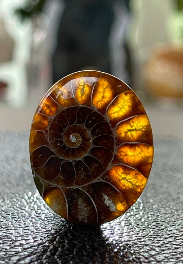 Ammoniet edelsteen cabochon ovaall, medium