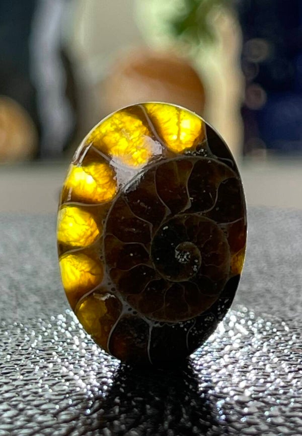 Ammoniet edelsteen cabochon ovaall, medium