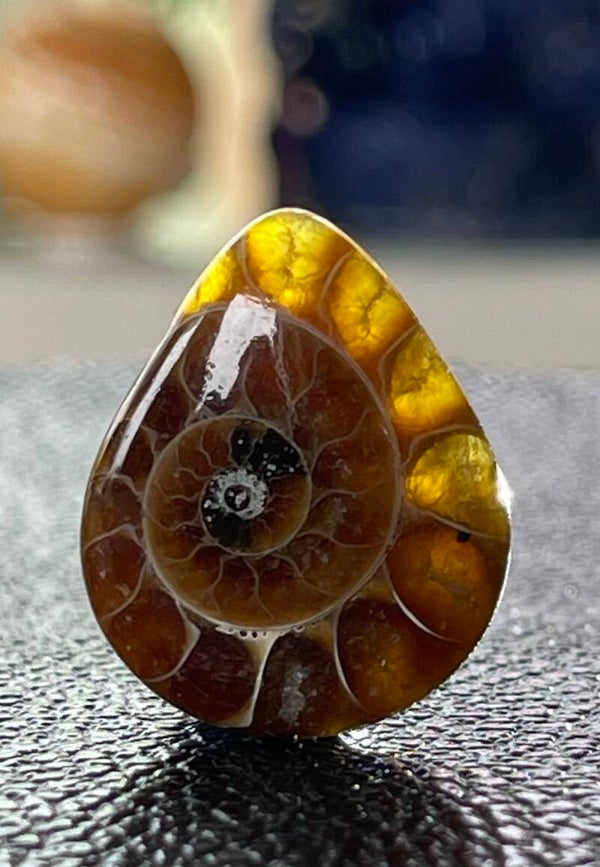Ammoniet edelsteen cabochon druppel, medium