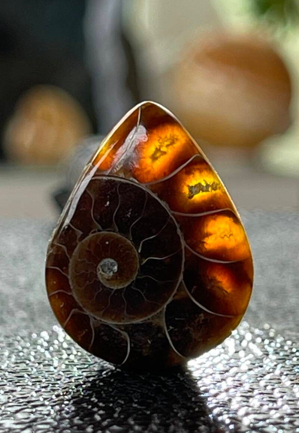 Ammoniet edelsteen cabochon druppel, medium