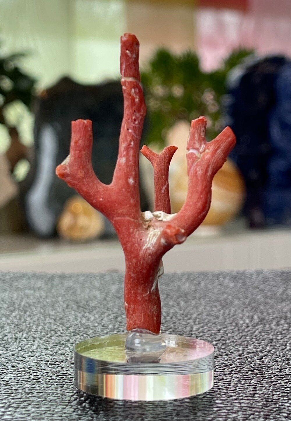 Koraal uit de Middellandse Zee